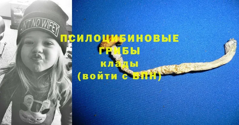 Галлюциногенные грибы Psilocybine cubensis  Биробиджан 